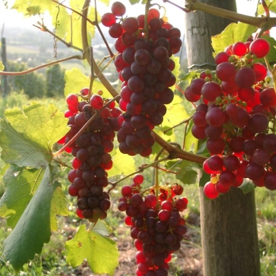 roter Gutedel Titelbild Website